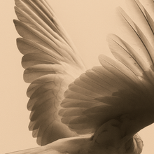 Load image into Gallery viewer, HALO DIFFUSER